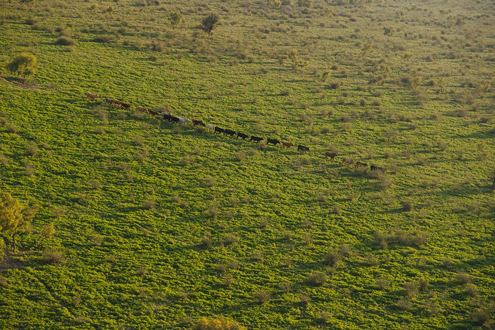 Are Other Foods More Environmentally Friendly Than Red Meat?