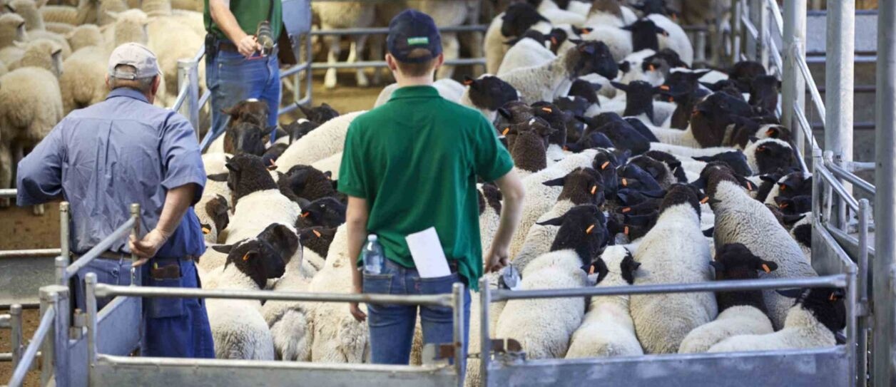 Understanding the Traceability of Australian Red Meat: From Farm to Plate